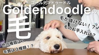 【大型犬】必見！愛犬ゴールデンドゥードルの被毛について全部答えます！