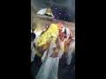 yalanadu siddarameshwra dasara jathra mahotsavda nedamudi utshva 2016