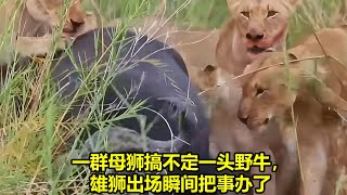 [ 動物世界 ] 一群母狮搞不定一头野牛，雄狮出场瞬间把事办了