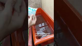 lanjutan, membuat kolam mini dari pot bunga #guppyhouse #fishpond #aqurium #garden #aquarium