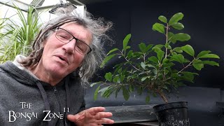 The Tree No One Wanted, The Bonsai Zone, Nov 2024