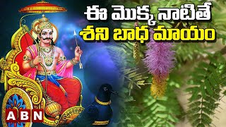 Lord Shani: ఈ మొక్క నాటితే శని బాధ మాయం | ABN Devotional