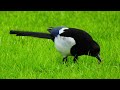 eurasian magpie song magpie sound magpie call birds sounds