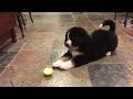 Bernese Mountain Dog Puppy vs Lemon