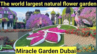 Miracle garden Dubai 2022 | Dubai Tour | The world largest natural flower garden