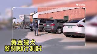 黃金獵犬訓練基礎教育課程/中部鹿和訓犬學校/鹿和狗狗專屬旅館住宿服務