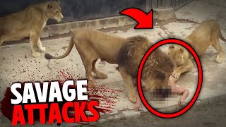 The Most SAVAGE Lion Attacks MARATHON!