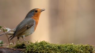 beautiful birds with neture relaxing sounds