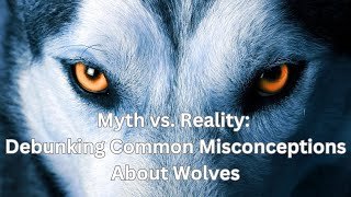 Myth vs Reality Debunking Common Misconceptions About Wolves