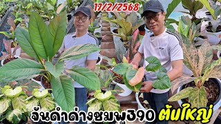 ☎️097-2514567เสน่ห์จันทร์ดำด่างชมพูต้นใหญ่390฿/ระงดถูกคุ้มๆ/บุษราคัมด่าง/โชคเก้าชั้นด่างสวยๆ/ไม้มงคล