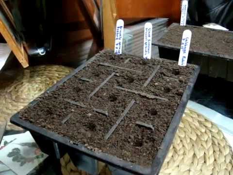 Sowing brussel sprouts from seed indoors Sowing brussel sprouts from seed indoors