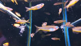 霓虹燕子(學名 叉尾鯔銀漢魚,Pseudomugil furcatus)