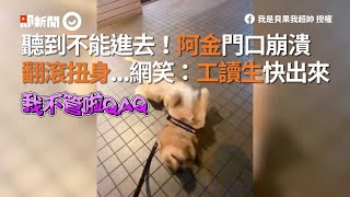 台中黃金獵犬想進速食店吹冷氣遭拒 躺門口崩潰狂扭：讓我進去QQ｜狗｜阿金｜寵物