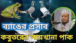 কবুতরের পায়খানা ও ব্যাঙ-এর প্রসাব পাক। amir hamza new waz 2019