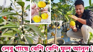 🍊🔥লেবু গাছে ফুল আনার কৌশল । #lemon #citrus #fruit