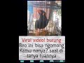 Burung Beo yg Viral (kamu nanya)