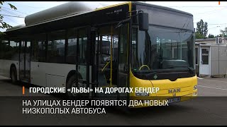 Городские «львы» на дорогах Бендер