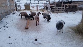 Ауыл туралы әңгіме.Үйдегі малдарға таңертеңгілік шолу.