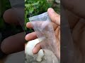 sambung pucuk matoa dengan kelengkeng #shorts #ff #grafting #viral