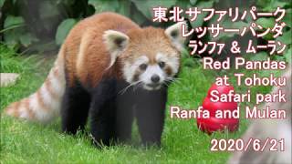 東北サファリパーク レッサーパンダ5 2020夏 Red panda at Tohoku Safari park 2020 Summer