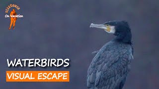 Visual Nature Escape | Cormorants, Herons, Swans by Calm Shores | Rügen Wildlife | BibBobBib