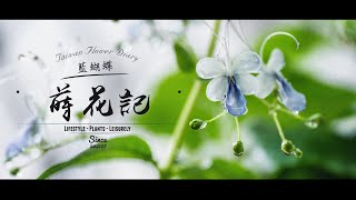 蒔花記 第十九日 | Flower Diary Day 19 | 藍蝴蝶 Rotheca myricoides