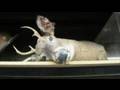 Taxidermy: How to Do It