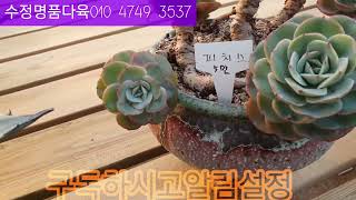 1/31 국민이대품 구경하세요  수정명품다육농장010 4749 3537