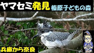 ヤマセミ発見！3つの場所アタック！、12月2日、3日、青野ダム（三田市）、武田尾（宝塚市・西宮市）、室生ダム、奈良宇陀川で見つけることができたのか？うっちー探検発見ほっとけん、内山裕之 ,  野鳥観察