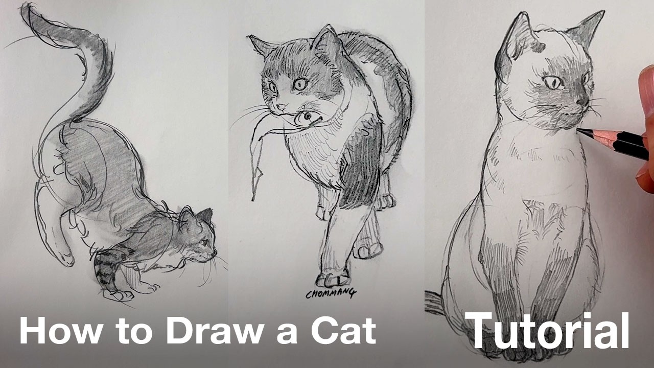 How To Draw A Cat Tutorial Youtube