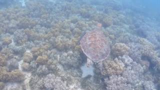 浦島太郎の竜宮城に連れていってくれるような亀の泳ぎ