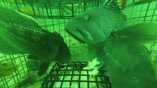 Black Sea Bass Trap fishing! underwater video of fish devouring sea clam bellies - so fun to watch.