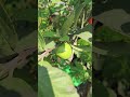 கொத்து கொத்தா கொய்யா மாடியிலே maadithottam garden koiyakka கொய்யா fruits trees happygardening