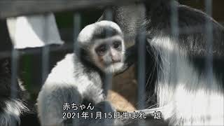 2021.3.24 Abyssinian Colobus　アビシニアコロブス　1月15日生まれの赤ちゃん