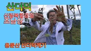 용문산 산더덕캐기, 산더덕산양삼  서민갑부 조남상, 송죽TV