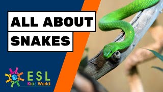 🐍All About Snakes for Children | Facts About Snakes for Kids