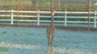 Spotless baby giraffe gets its name