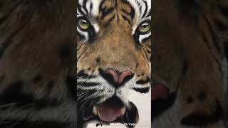 Tiger pastel pencil drawing - Julie Rhodes