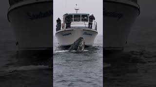This Humpback Whale Checks Out the Whale Watching Boat