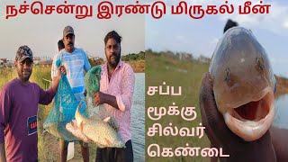 நச்சென்று இரண்டு மிருகல் . சப்ப மூக்கு சில்வர் கெண்டை  🐠🐟🐠🐟🐠   t n r fishing videos. PART 1 VIDEO