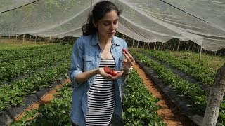 The Strawberry Village || Shillong || India