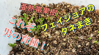 亜熱帯果樹フェイジョアのタネまき　これぞ漢の育種！