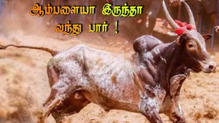 தலை இருக்கும் போது வால் ஆட கூடாது #jallikattu_kaalai #str_yuva