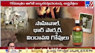 గోమూత్రం తాగితే మంచిదా..కాదా..? - TV9