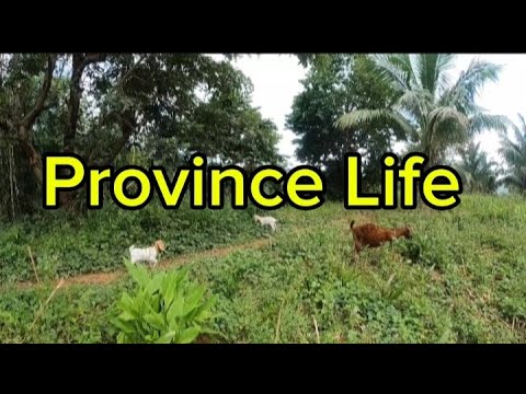 Province Life Youtube