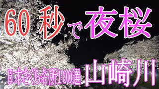 【６０秒で夜桜：さくら名所１００選「山崎川」（名古屋市瑞穂区）】２０２３年/ライトアップ