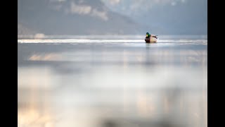 Evenings with the ducks and the swans