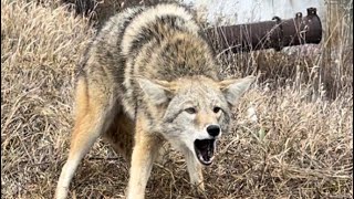 On the trap line with TRAPPER J ep. 15