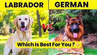 German Shepherd vs Labrador | Which Dog Is Best For You ?