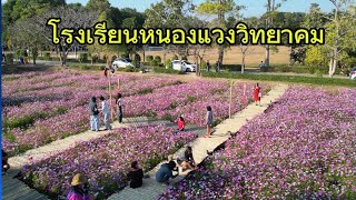 ภาพมุมสูง ทุ่งดอกคอสมอสที่โรงเรียนหนองแวงวิทยาคม  #เข้าชมฟรี